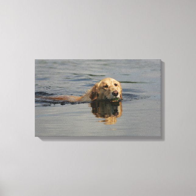 Golden Retriever Swimming Canvas Print (Front)