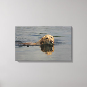 Golden Retriever Swimming Canvas Print