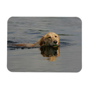 Golden Retriever Swimming Magnet