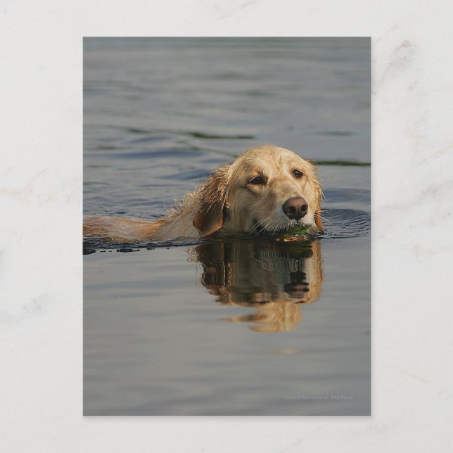 Golden Retriever Swimming Postcard (Front)