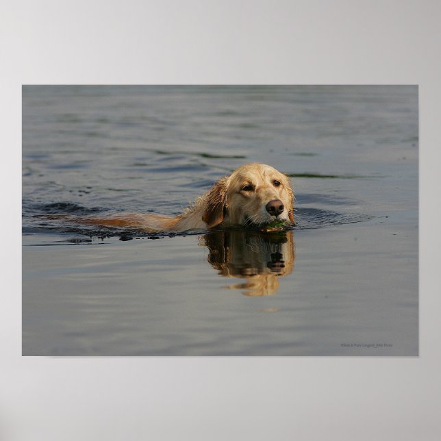 Golden Retriever Swimming Poster (Front)