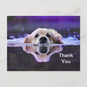 Golden Retriever Thank You Postcard
