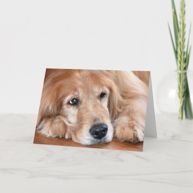 golden retriever-thinking of you card (Front)