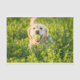Golden Retriever Tissue Paper