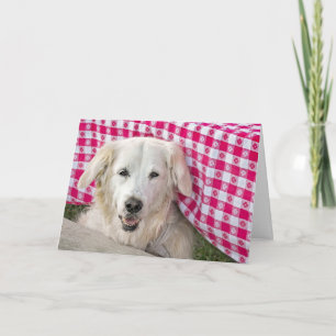 Golden Retriever under tablecloth for birthday Card
