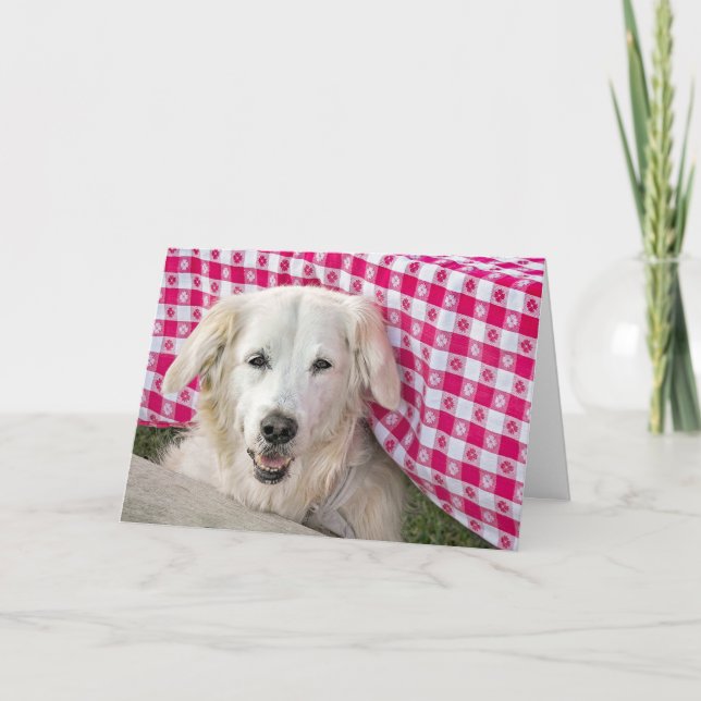 Golden Retriever under tablecloth for birthday Card (Front)