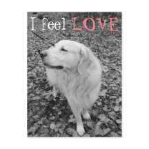 Golden retriever VALENTINE'S DAY Postcard