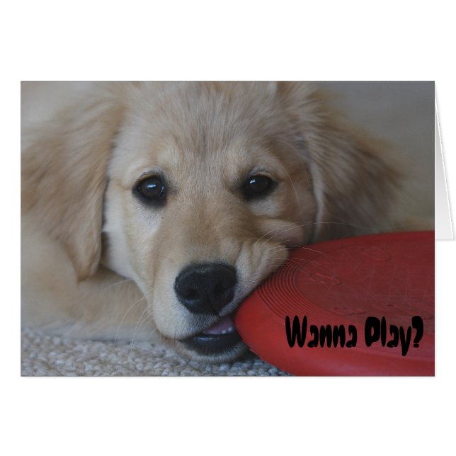 Golden Retriever veut jouer... (Devant horizontal)