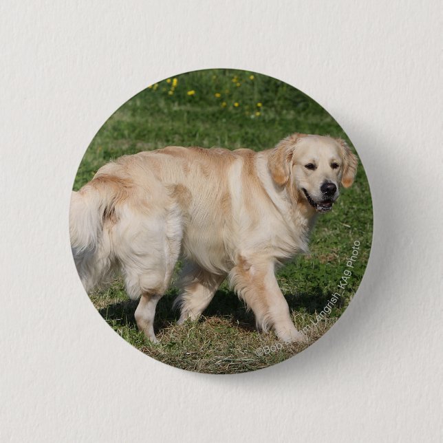 Golden Retriever Walking 2 Inch Round Button (Front)