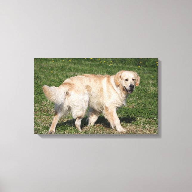 Golden Retriever Walking Canvas Print (Front)