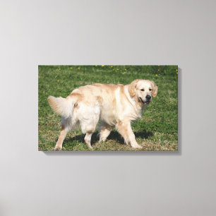 Golden Retriever Walking Canvas Print