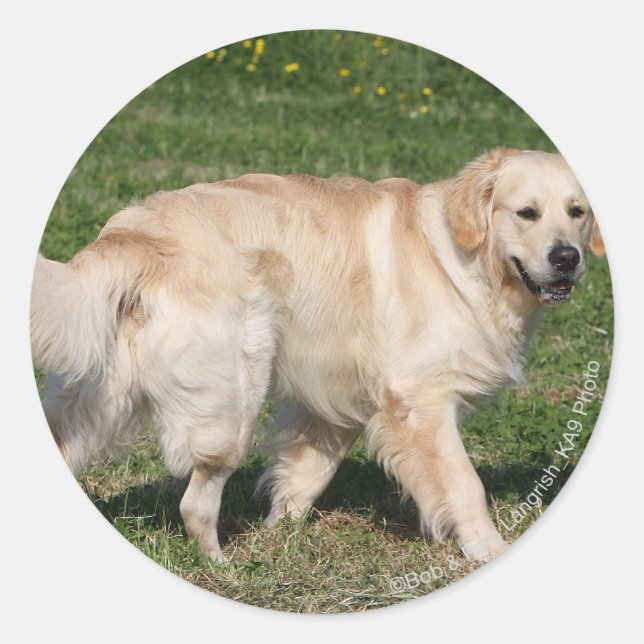 Golden Retriever Walking Classic Round Sticker (Front)