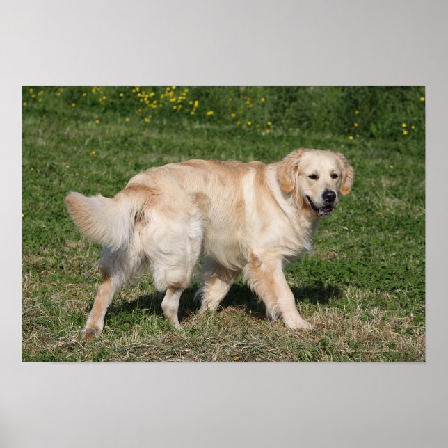 Golden Retriever Walking Poster (Front)