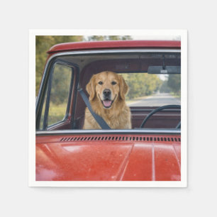 Golden Retriever Wearing a Seatbelt Napkin
