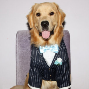 Golden Retriever Well Suited Father’s Day Holiday Card