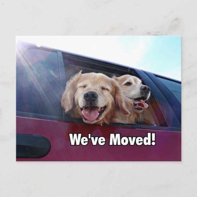 Golden Retriever We've Moved New Address Announcement Postcard (Front)