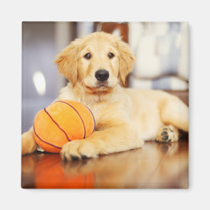 Golden Retriever With Basketball Toy Magnet