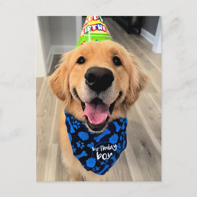 Golden Retriever with Birthday Hat and Bandana Postcard (Front)
