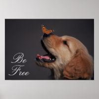 Golden Retriever With Butterfly On His Nose