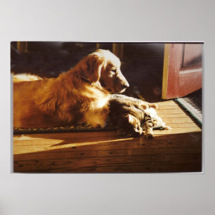 Golden Retriever with Cat Poster