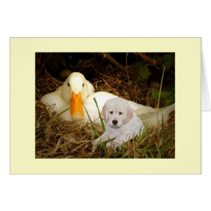 Golden Retriever With Duck Card