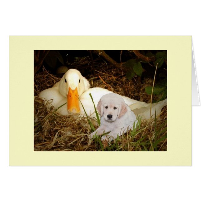 Golden Retriever With Duck Card (Front Horizontal)