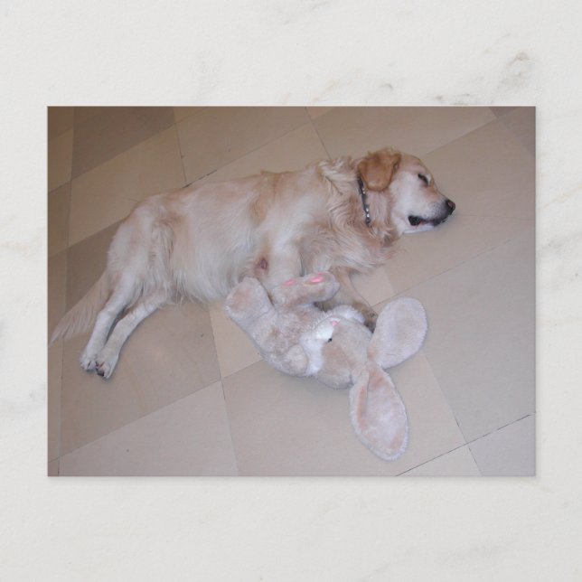 Golden Retriever  With Easter Bunny Postcard (Front)