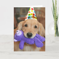 Golden Retriever With Happy Birthday Hat and Toy