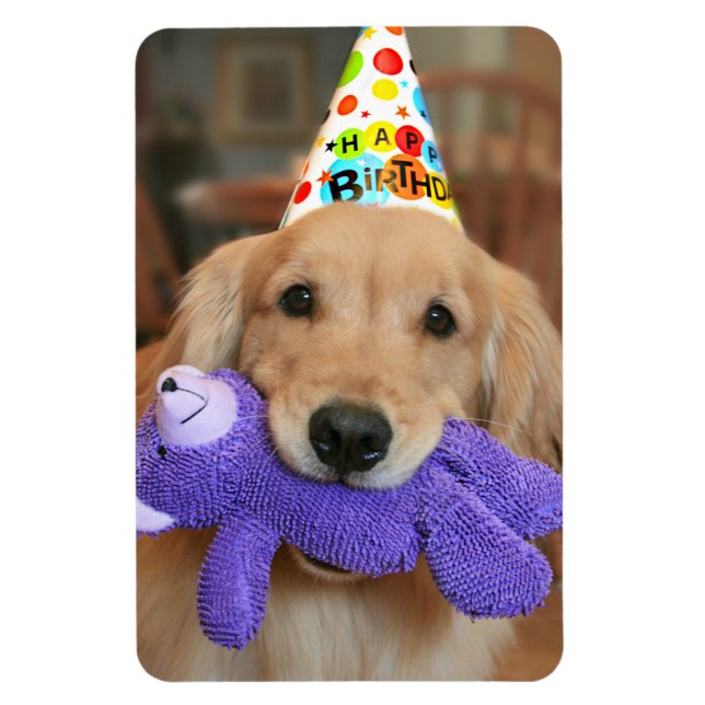 Golden Retriever With Happy Birthday Hat and Toy Magnet (Vertical)