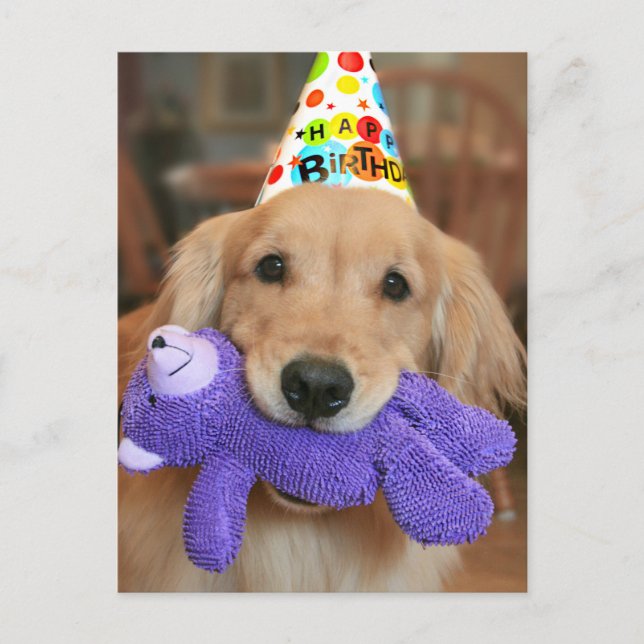 Golden Retriever With Happy Birthday Hat and Toy Postcard (Front)