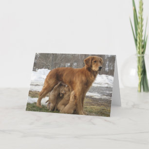 Golden Retriever With Puppies Greeting Card