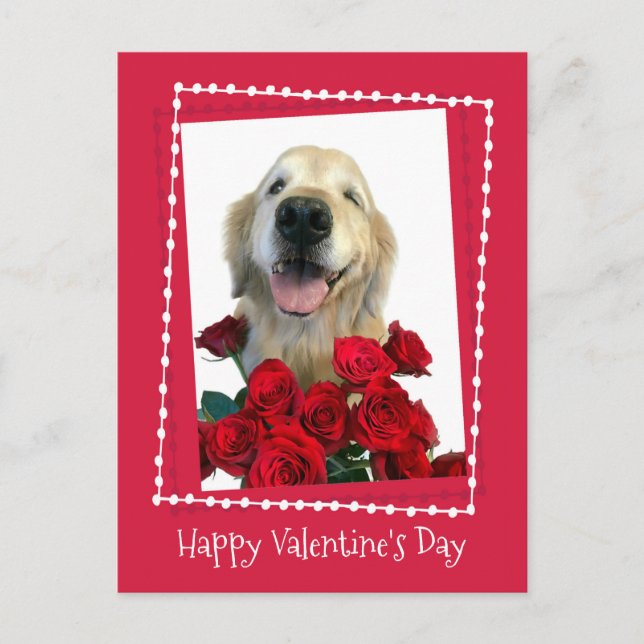 Golden Retriever With Red Roses Valentine's Day Holiday Postcard (Front)