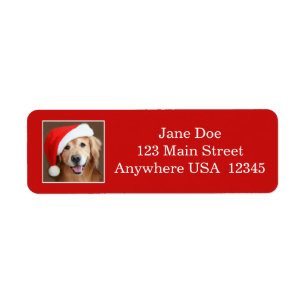 Golden Retriever With Santa Hat