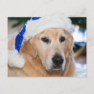 Golden Retriever with  santa's hat in Christmas Holiday Postcard