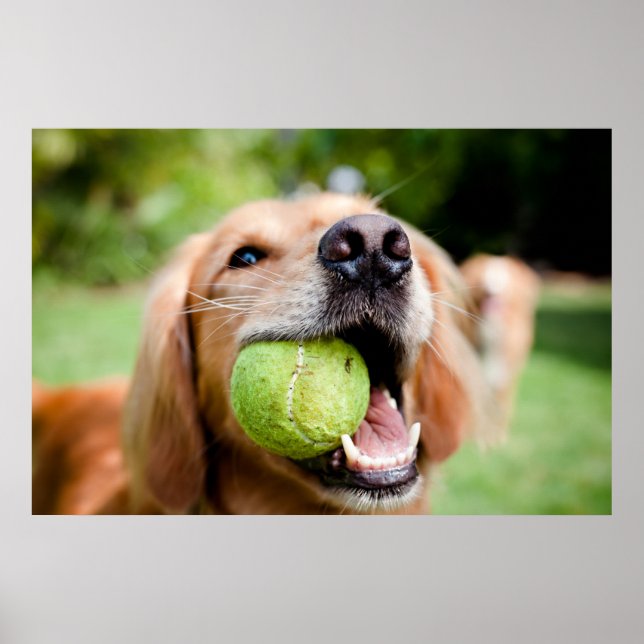 Golden Retriever With Tennis Ball Poster (Front)