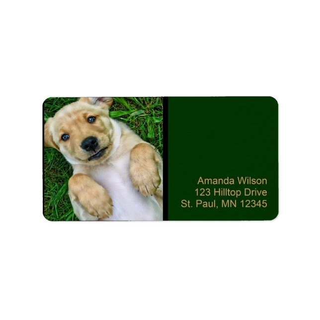 Golden Retriever Yellow Lab Étiquettes de adresse  (Devant)