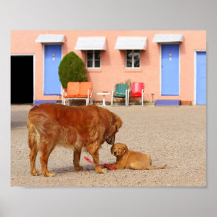 Golden Retrievers at the Blue Swallow Motel Poster