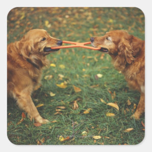 Golden Retrievers playing tug-of-war with toy in Square Sticker