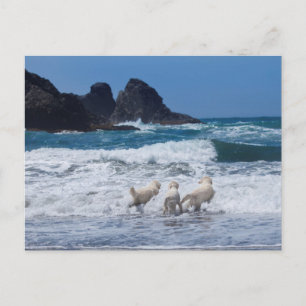 Golden Retrievers Post Card
