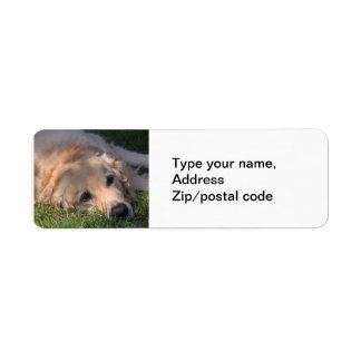 Golden Retriver Resting in the Grass Photo