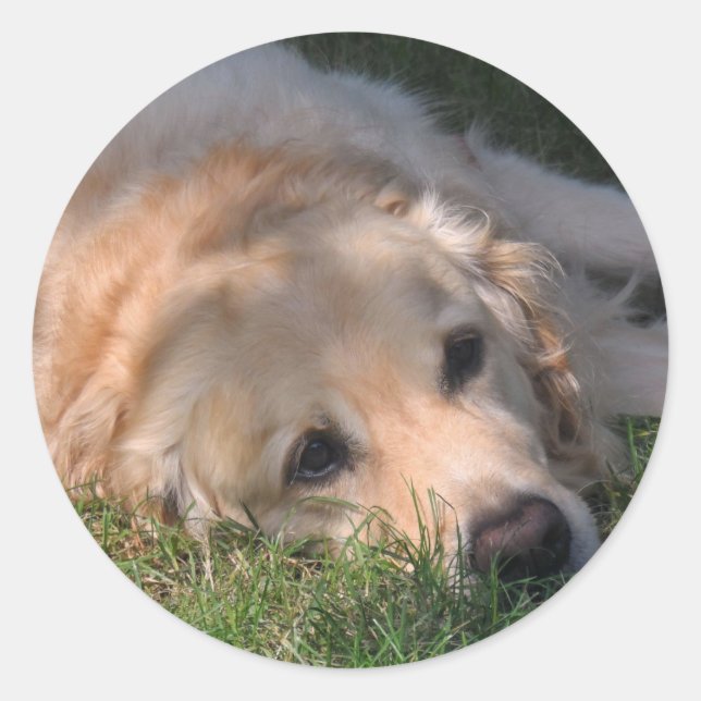 Golden Retriver Resting in the Grass Photo Classic Round Sticker (Front)
