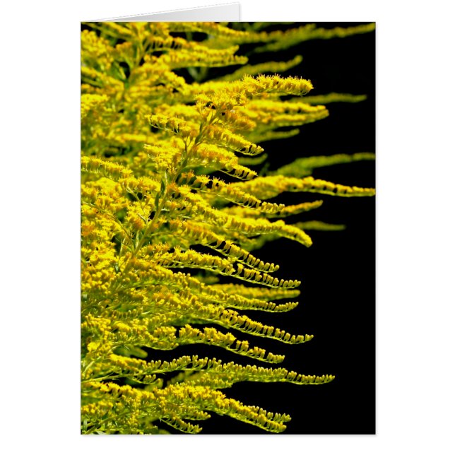 Golden rod gold diamond (Front)