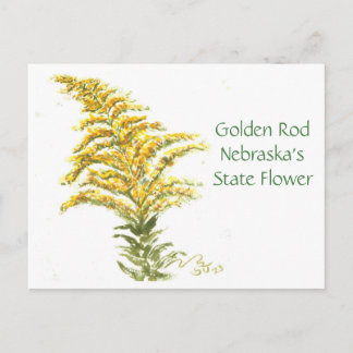 Golden Rod, Post Card