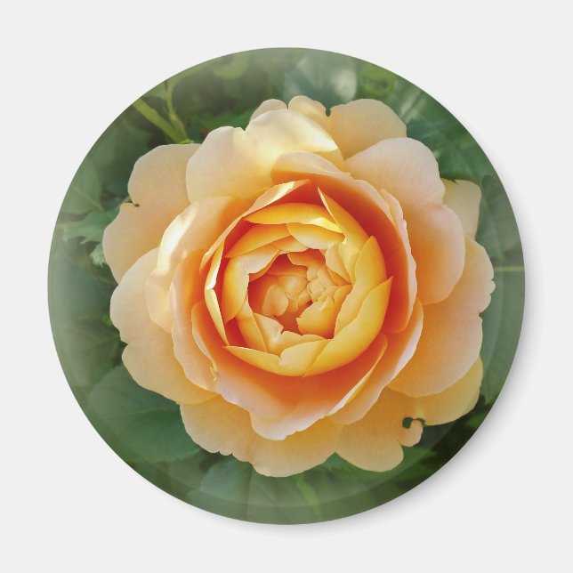 Golden rose magnet (Front)