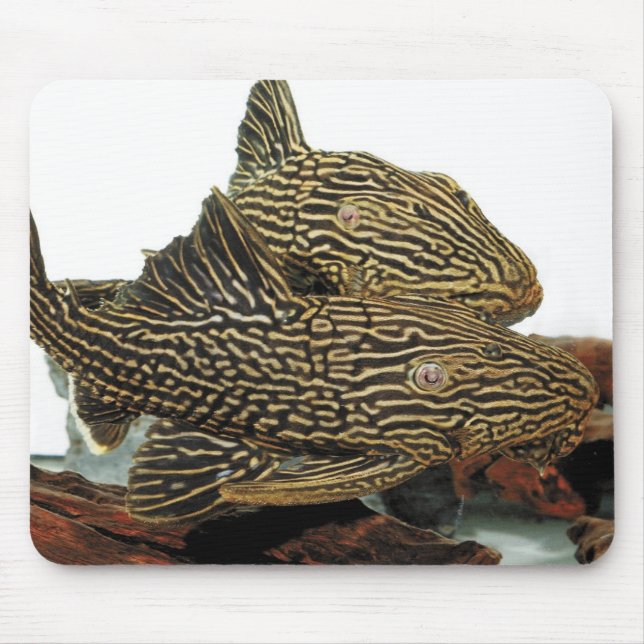 Golden Royal Plecoのマウスパッド Mouse Pad (Front)