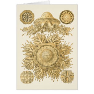 Golden Sea Creatures