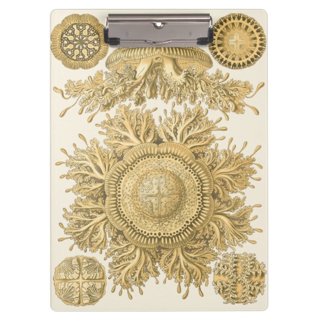 Golden Sea Creatures Clipboard (Front)