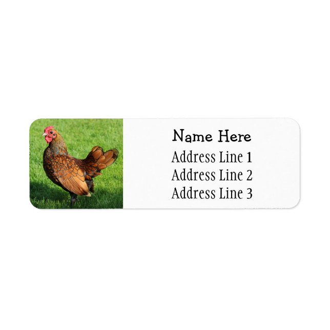 Golden Sebright Rooster Pet Poulet Retourner Adres (Devant)