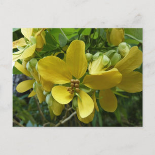 Golden Shower Tree Tropical Yellow Floral Postcard