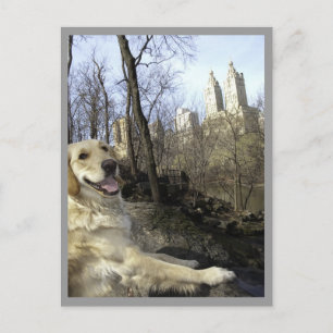 Golden Smiles in The Central Park Ramble Postcard